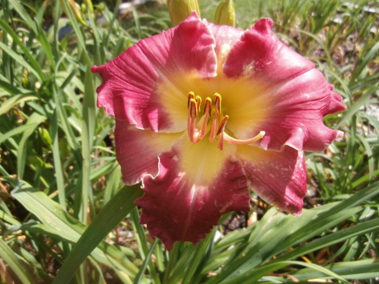 Angle Rose