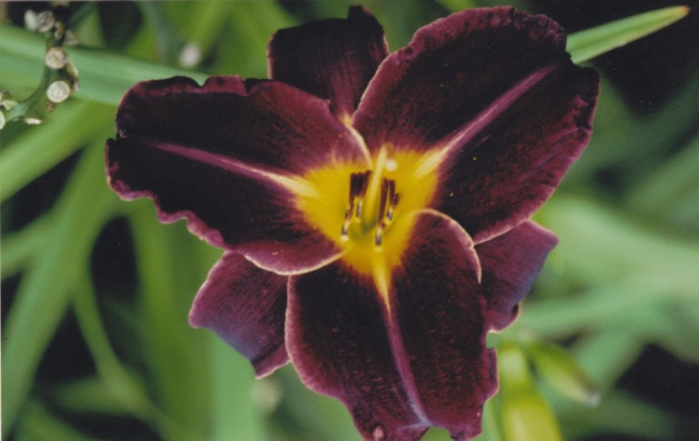 Bamboo Blackie