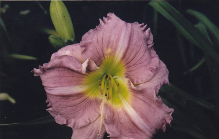 Betty  Jenkins