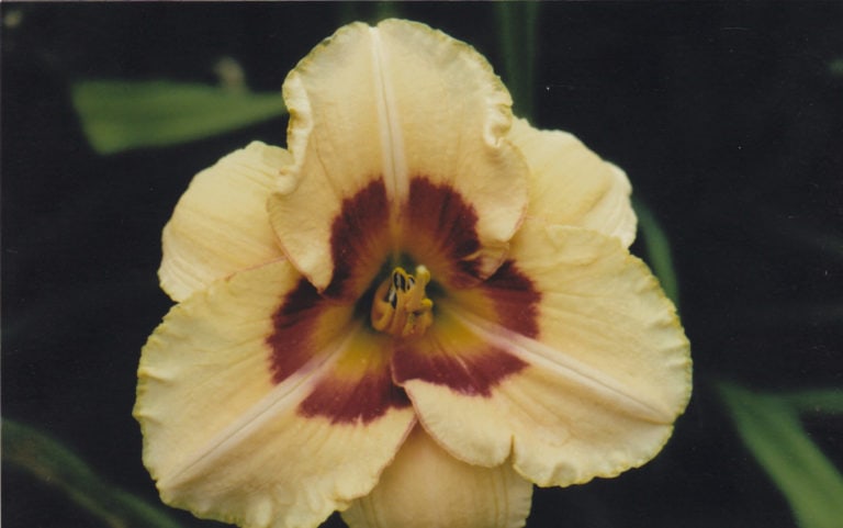 Dixie Peach