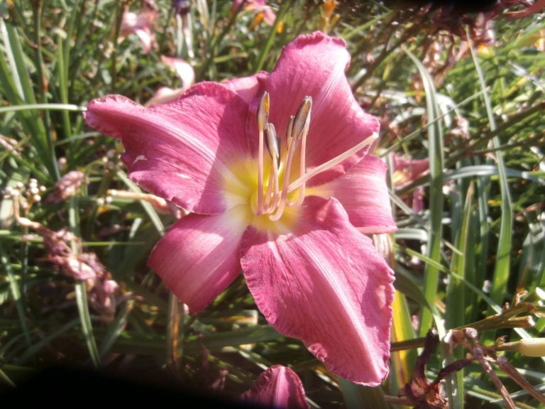 Fuchsia Dream