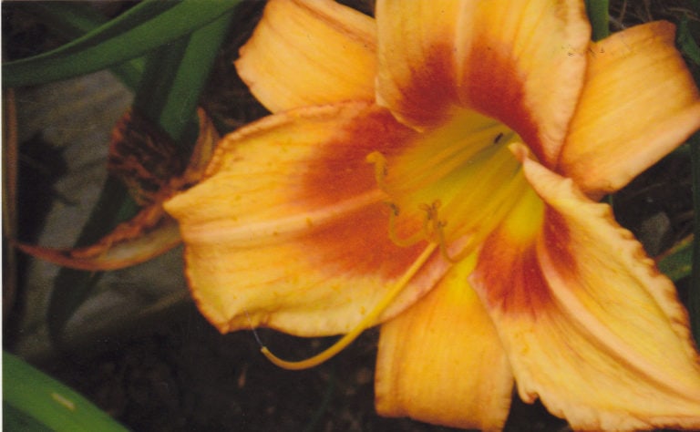 Leebea Orange Crush