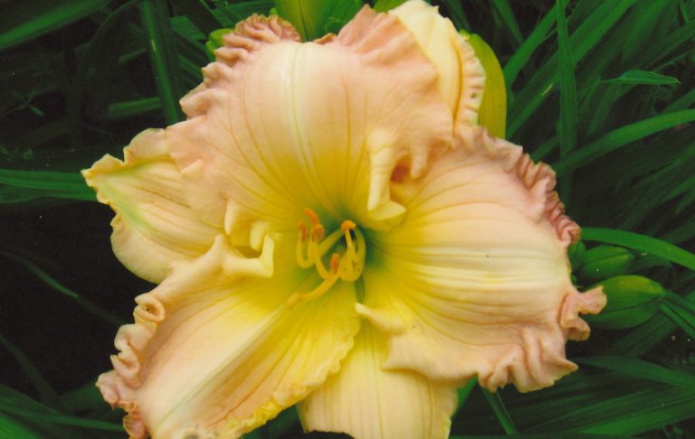 Mcdonald Seedling