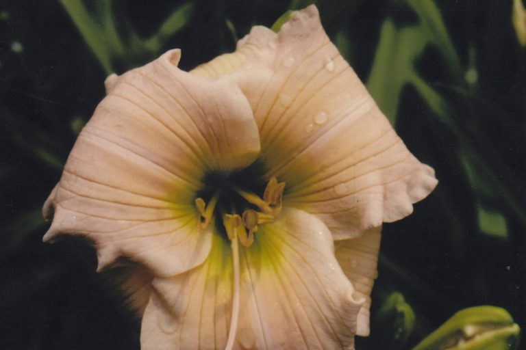 Molino Splendor