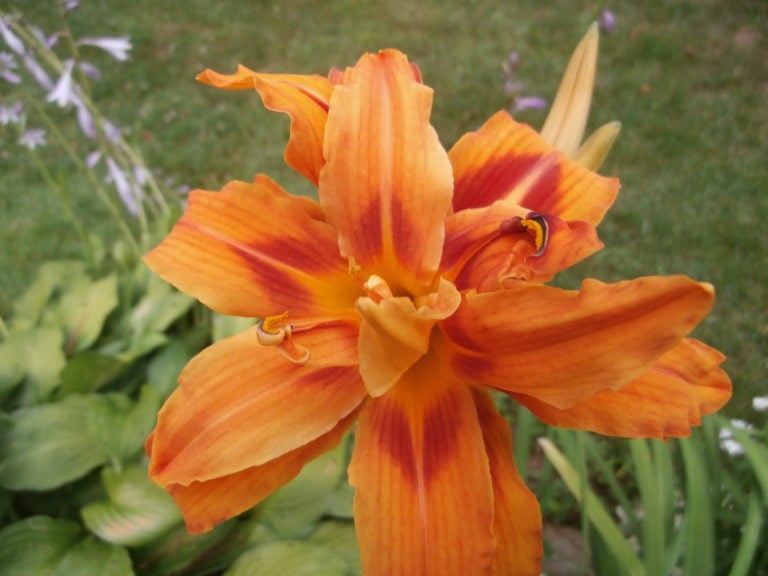 Orange Double