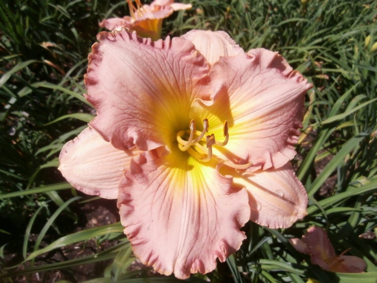Pink Ambrosia