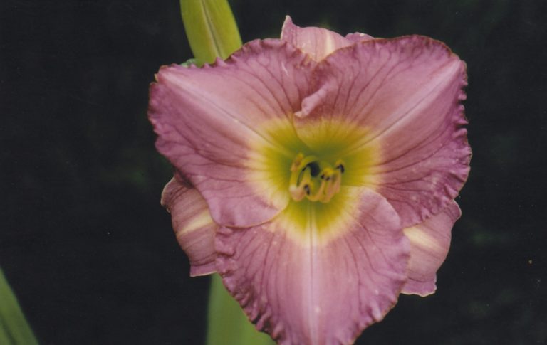 Pink Cadenza