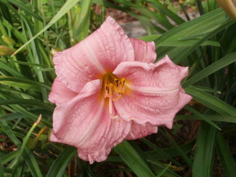 Pink Concerto