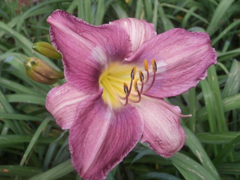 Prairie Blue Eyes