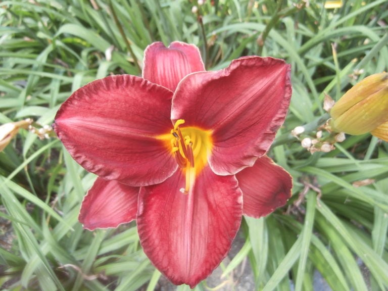 Prairie Wildfire