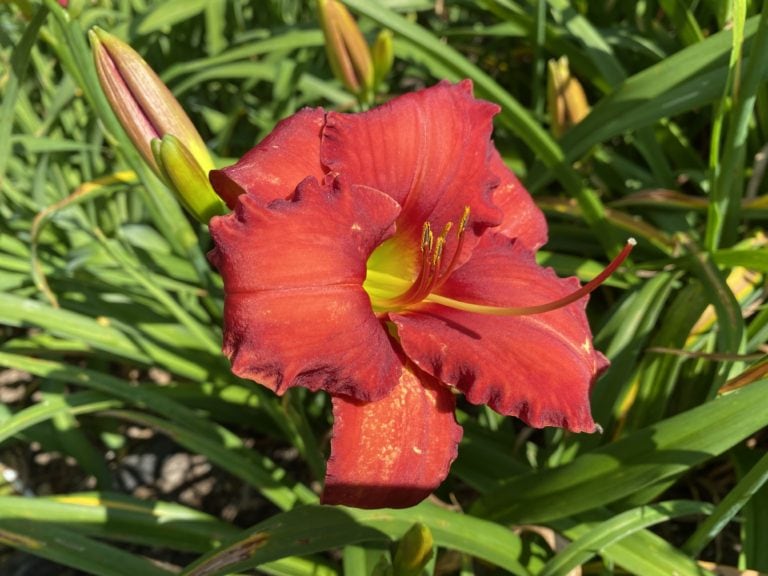 Rooten Tooten Red