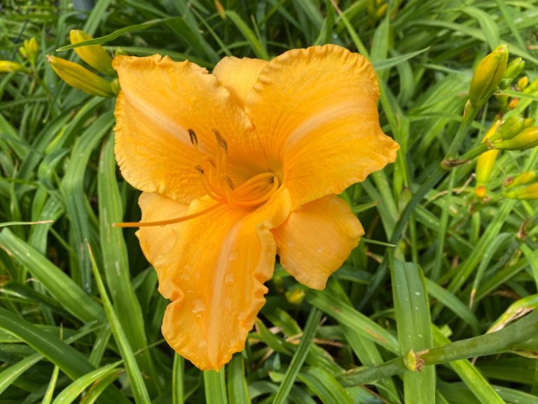 Ruffled Apricot
