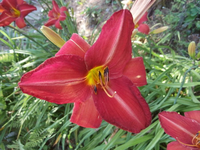 Scarlet Ruffle