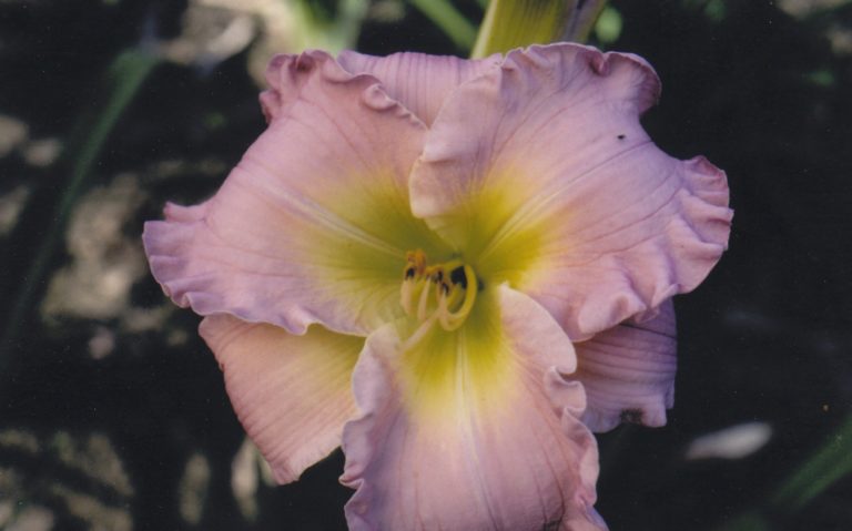 Scintillation In Pink