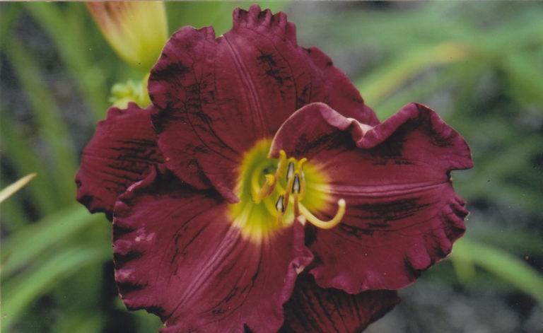 Siloam Ruby Red
