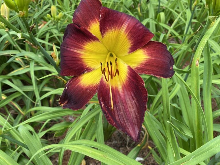 Persian Ruby