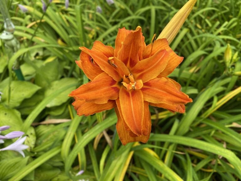 Triple Orange